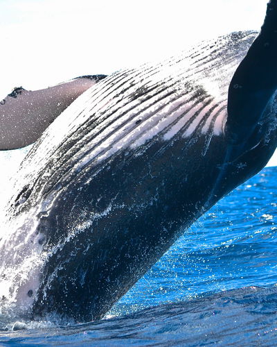 Adventure and Expedition