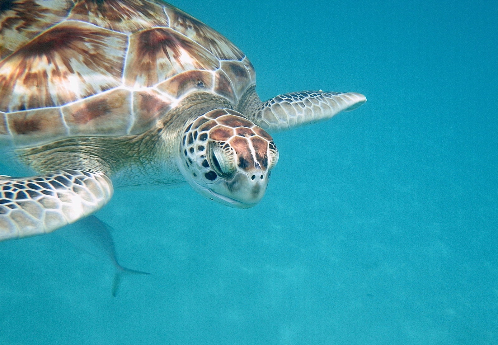 Bridgetown Turtle