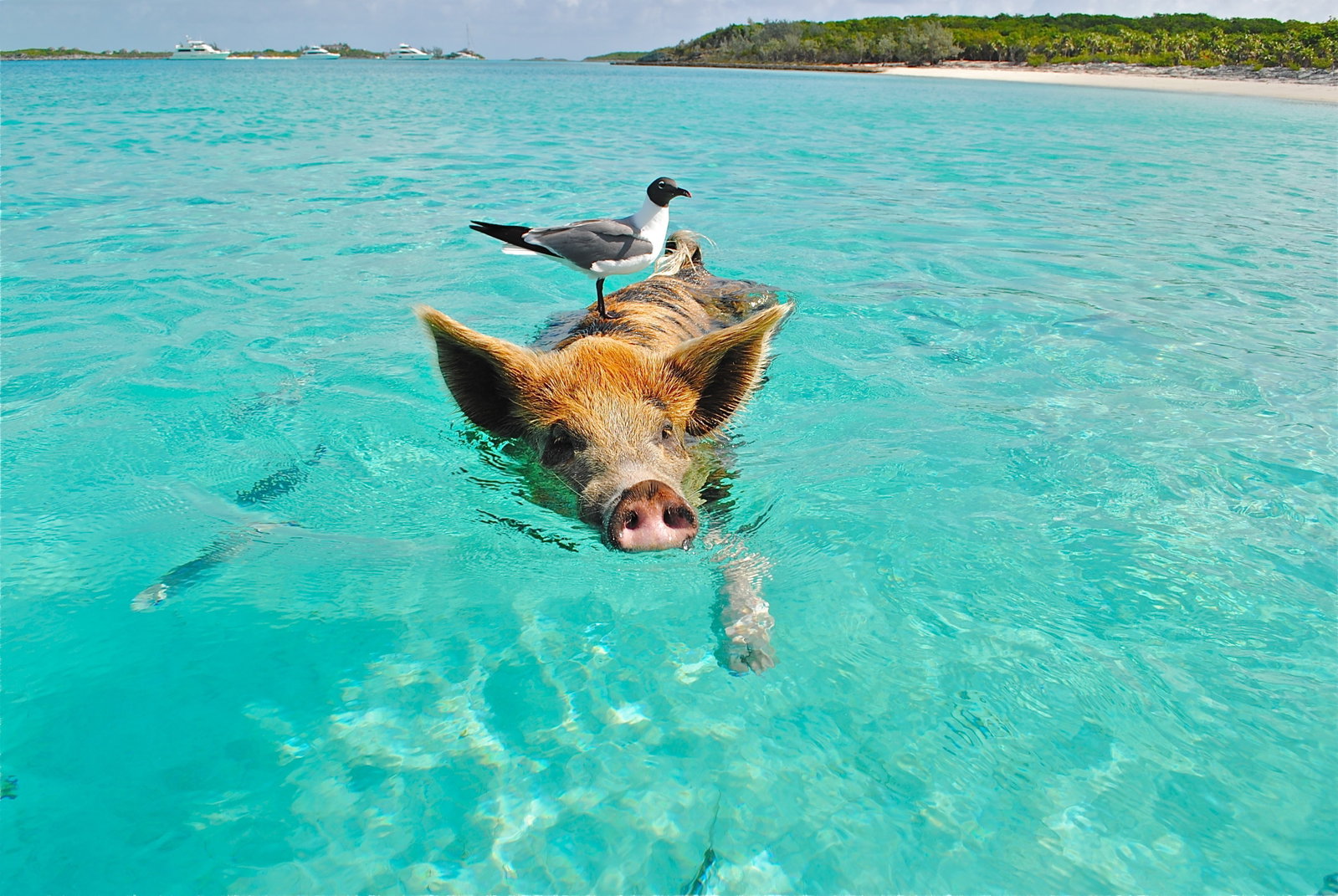 Swimming pig and seagul, Freeport, Grand Bahama, Bahamas