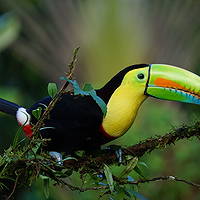 Puntarenas