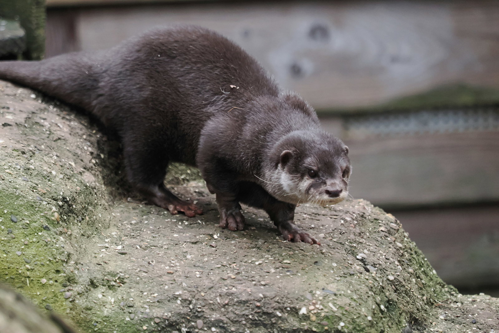 Zoo am Meer Bremerhaven, Hermann-Henrich-Meier-Straße, Bremerhaven, Germany