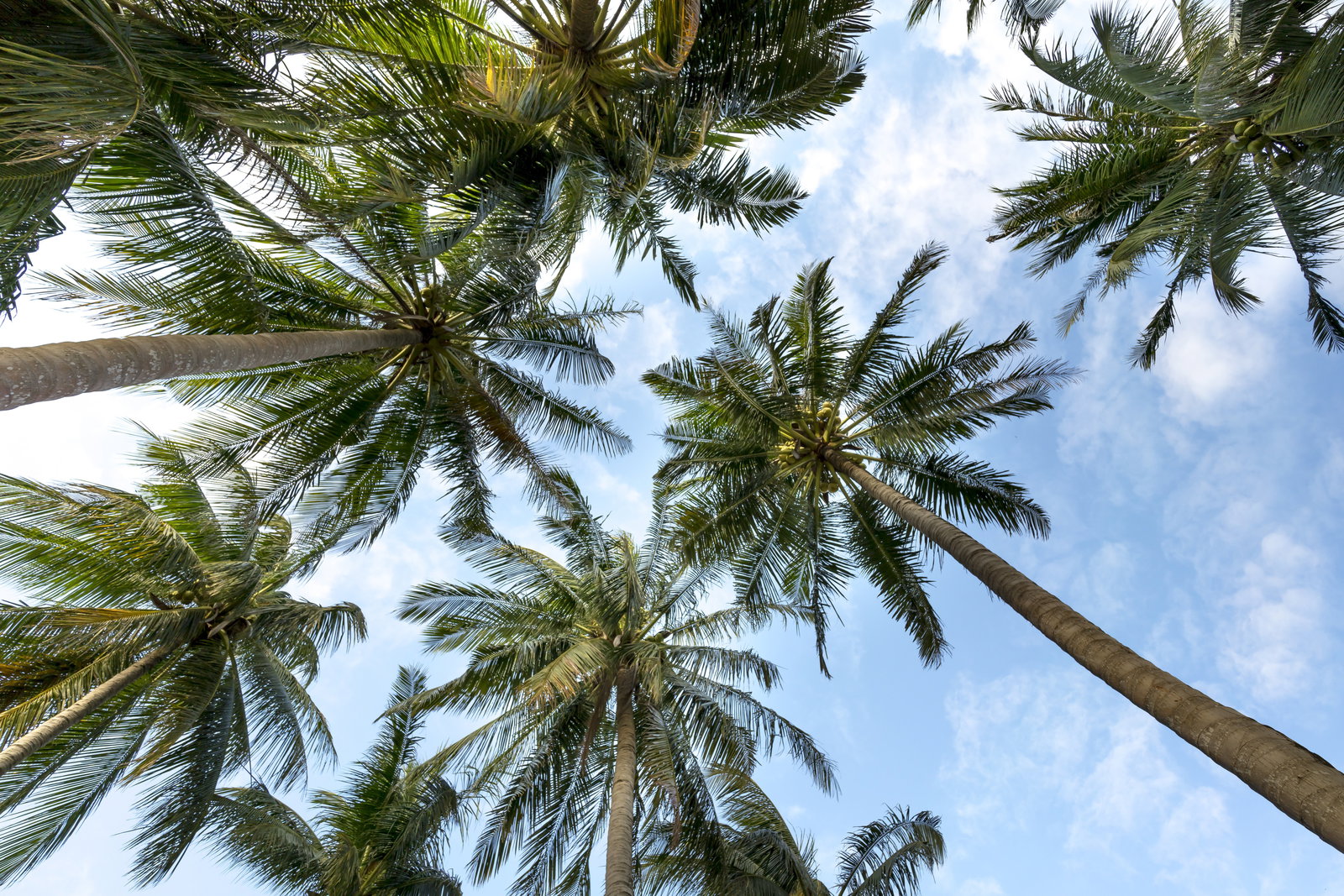 Catalina Island — Catalin Island, Dominican Republic