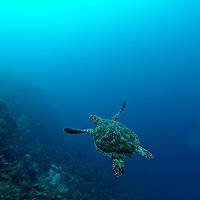 Roatán Island