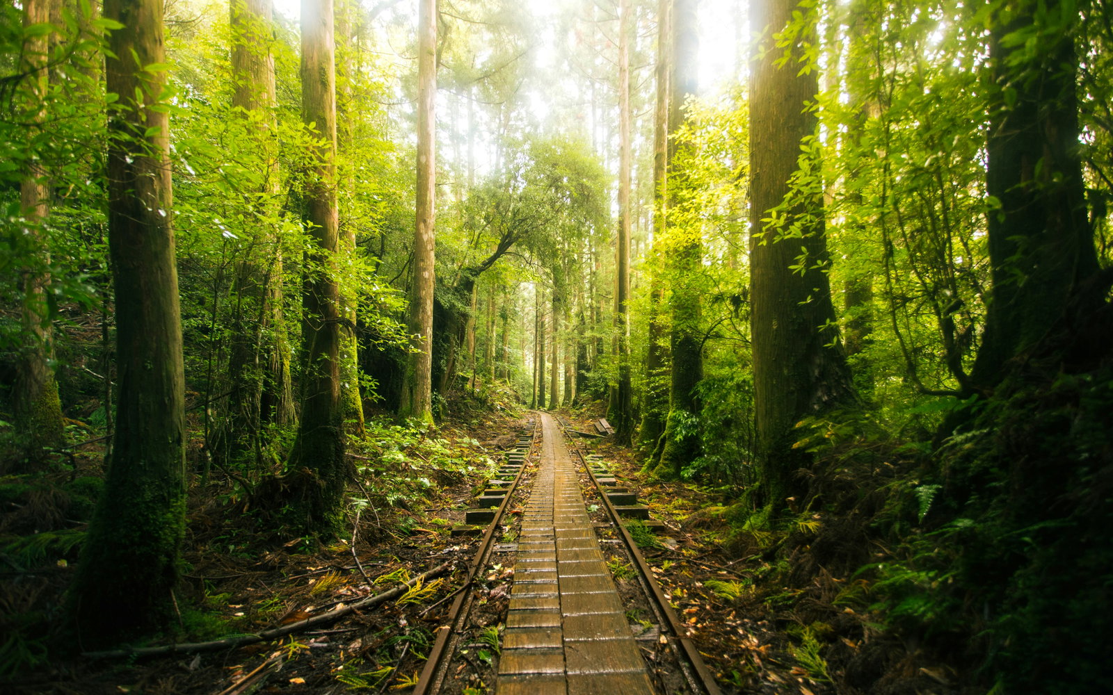 Yakushima — Yakushima Island, Yakushima, Kagoshima, Japan