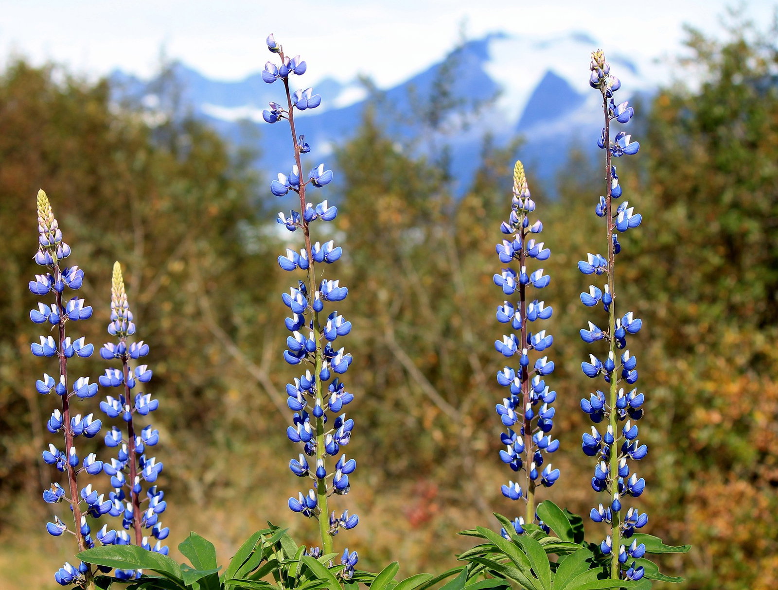 Juneau, Alaska — Juneau _Alaska_, Flowers