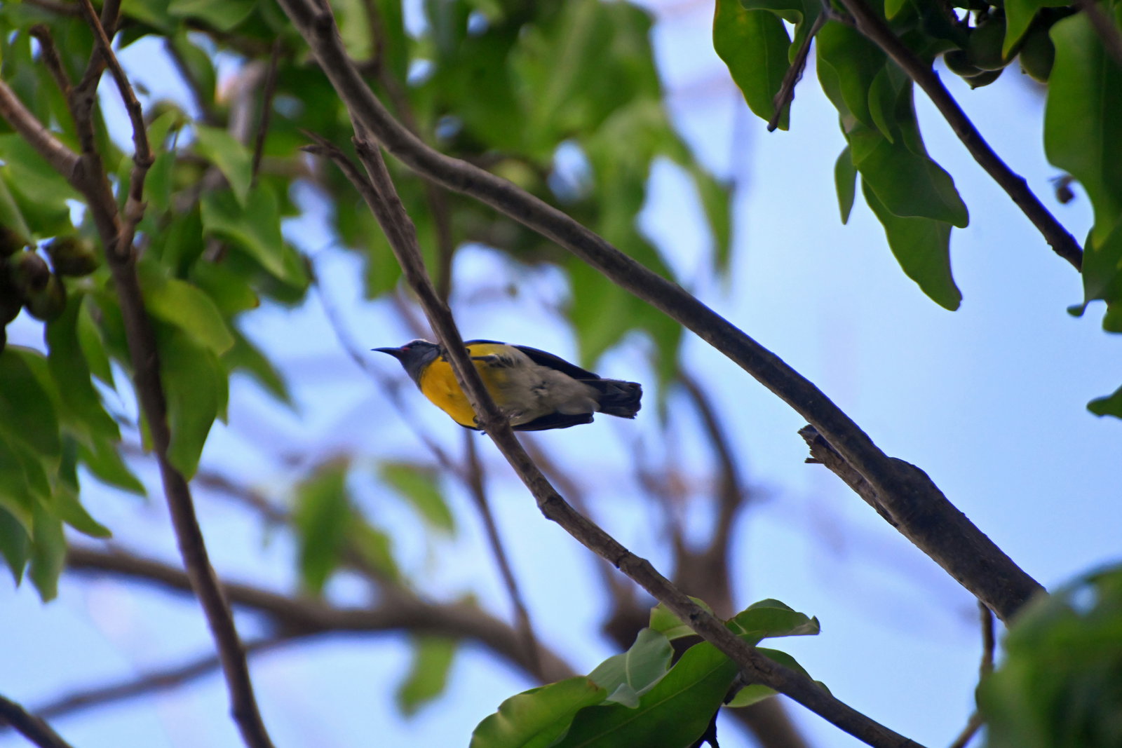 Saint Thomas — Bananaquit _Sugar bird_, St. Thomas, USVI
