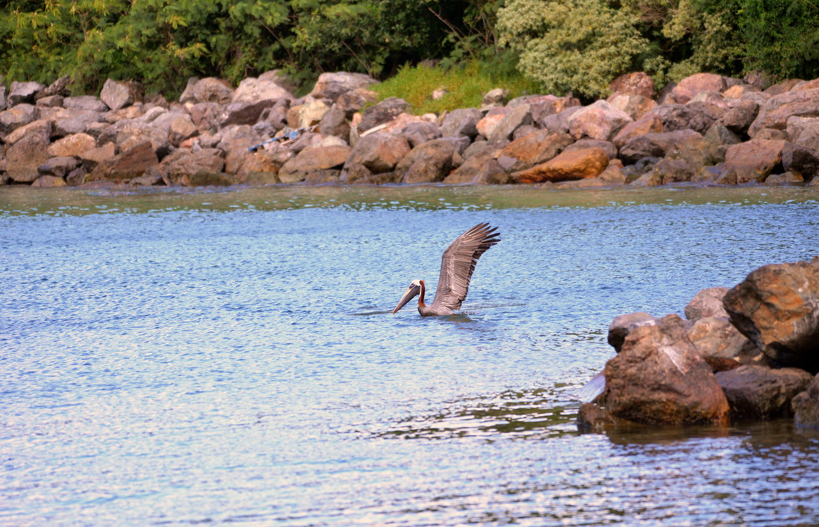 Saint Thomas — Pelican, Mandahl Bay, St. Thomas, Virgin Islands, USA