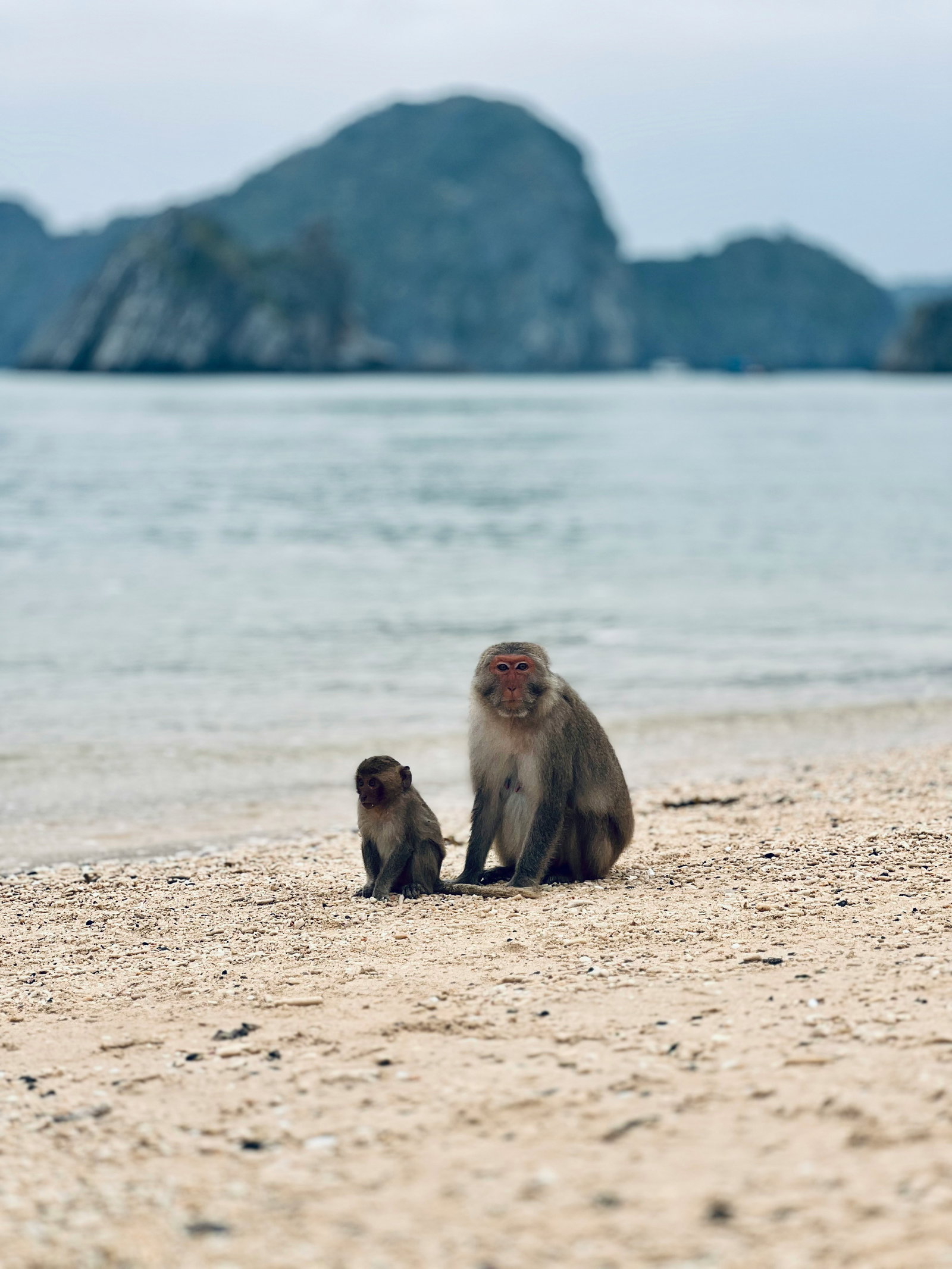 Hai Phong — Monkey Island, Cat Ba, Hai Phong, Vietnam